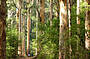 Beach & Forest Eco Adventure 9am Departure