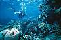 5 Day Learn to Dive Course - PADI Open Water