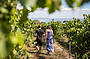 wine Tasting